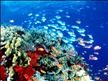 DIWA Diving Instructions Worldwide Coral Fish Diving.jpg