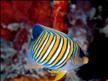 DIWA Diving Instructions Worldwide Coral Fish.jpg
