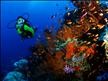 DIWA Diving Instructions Worldwide Corals  and Fishes.jpg
