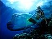 DIWA Diving Instructions Worldwide Deep Water Diving  Fishes.jpg
