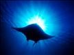 DIWA Diving Instructions Worldwide Manta Ray Under Water   Diving.jpg