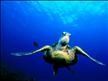 DIWA Diving Instructions Worldwide Seat Turtle Diving.jpg